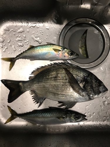 クロダイの釣果