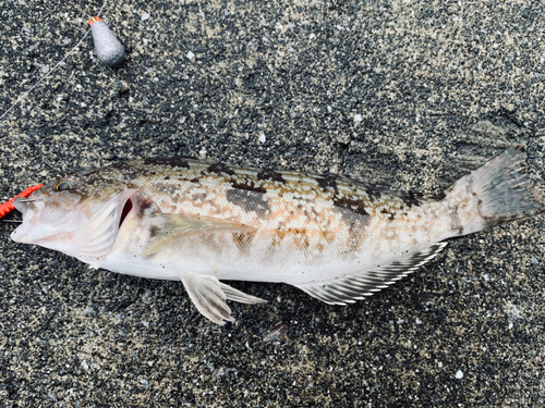 アイナメの釣果