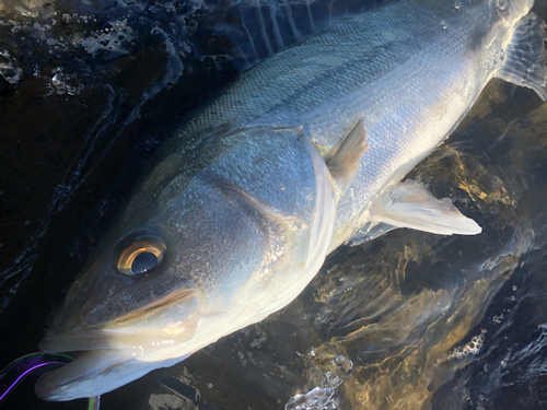 スズキの釣果