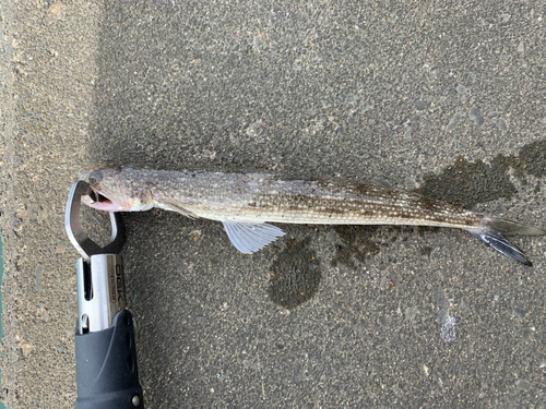 マエソの釣果