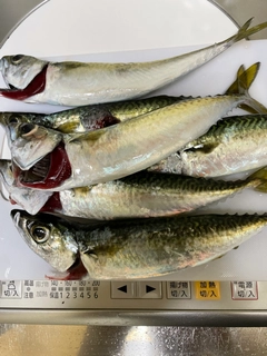 サバの釣果