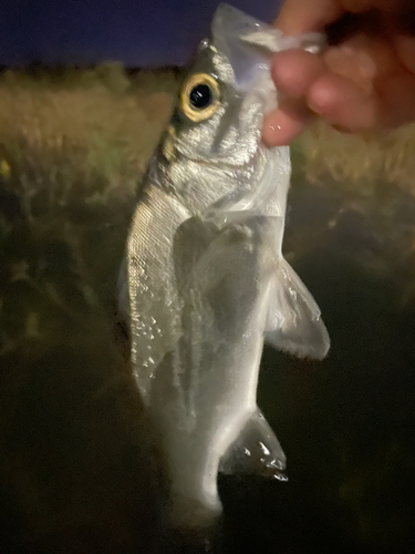 ヒラスズキの釣果