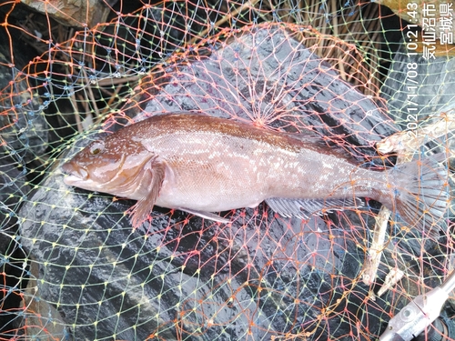 アイナメの釣果