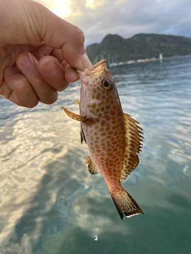 オオモンハタの釣果