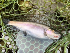 ホウライマスの釣果