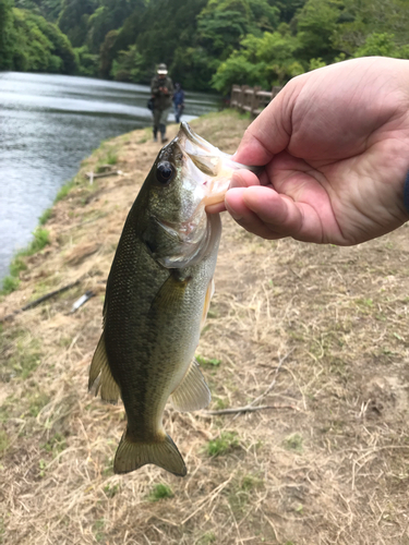 ラージマウスバスの釣果