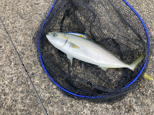 ハマチの釣果