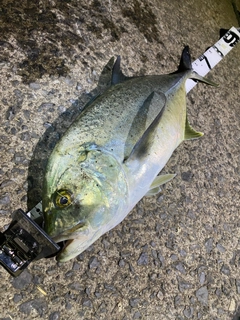 オニヒラアジの釣果