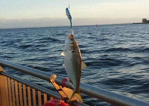 コノシロの釣果