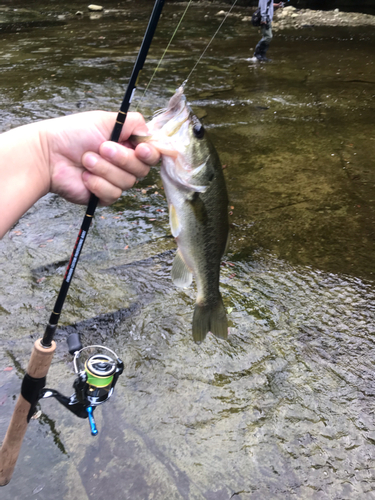 ラージマウスバスの釣果