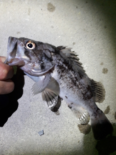 ソイの釣果