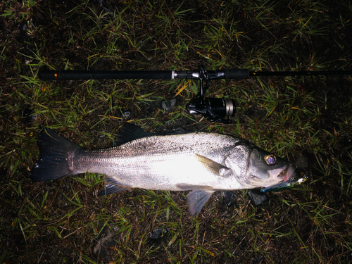 マルスズキの釣果