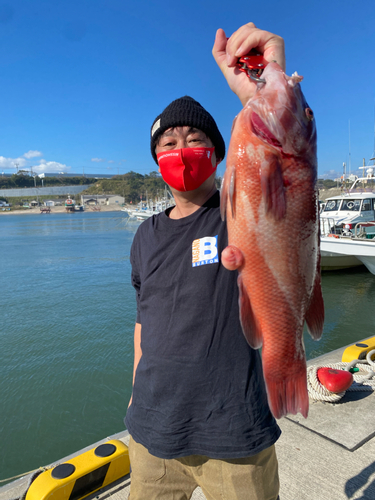 カンダイの釣果