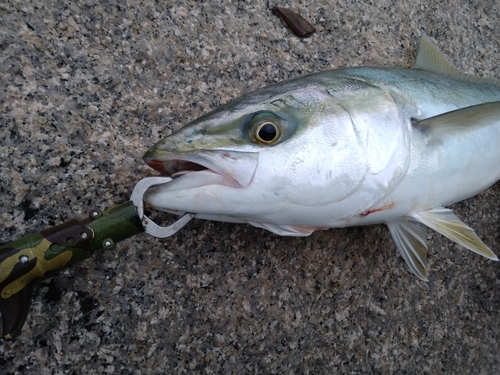 メジロの釣果