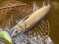 アメマスの釣果