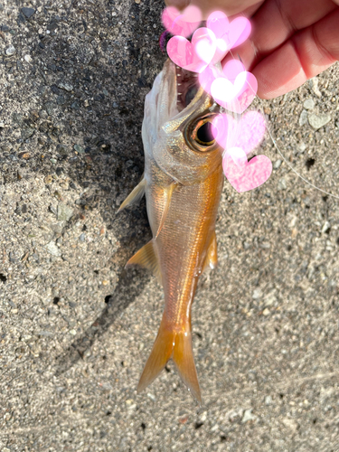 クロムツの釣果