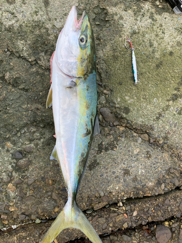 ハマチの釣果