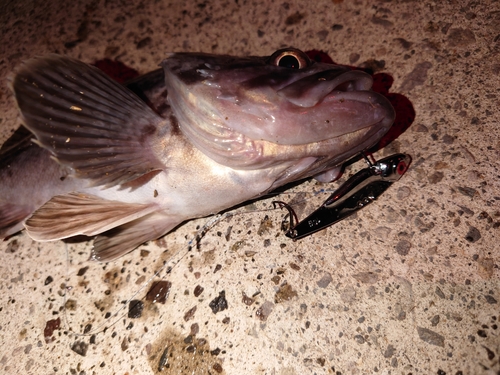 クロソイの釣果