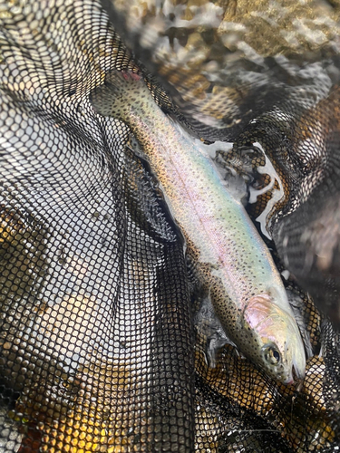 ニジマスの釣果