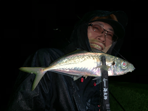 マアジの釣果