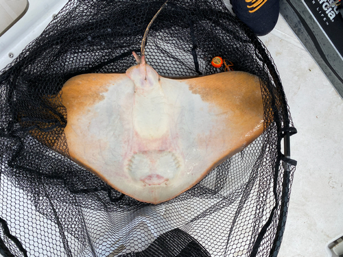 ツバクロエイの釣果