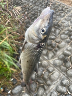 ニゴイの釣果