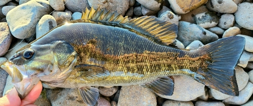 スモールマウスバスの釣果