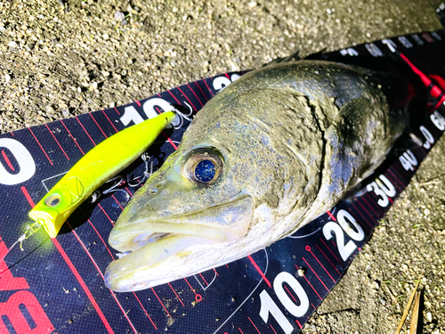 シーバスの釣果