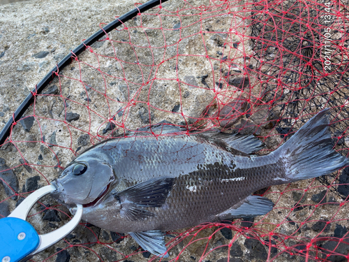 クロダイの釣果