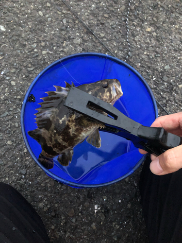 タケノコメバルの釣果