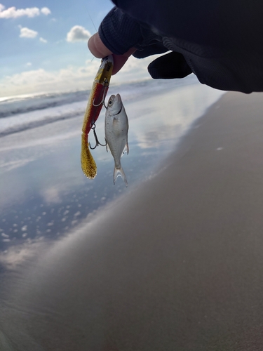 釣果