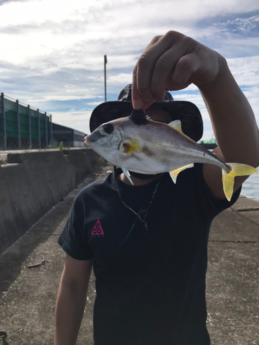 ギマの釣果