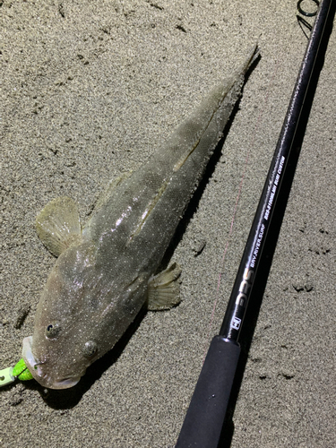 マゴチの釣果