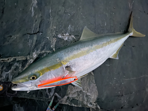 ハマチの釣果