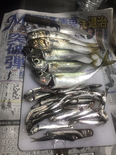 サバの釣果