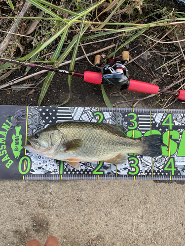 ブラックバスの釣果