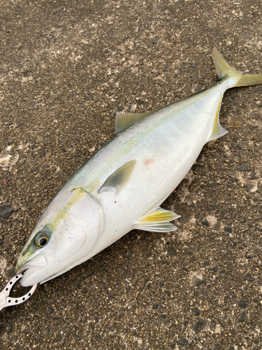 イナダの釣果