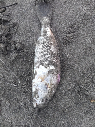 シログチの釣果