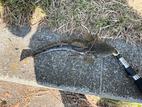 マゴチの釣果