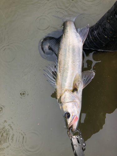 スズキの釣果