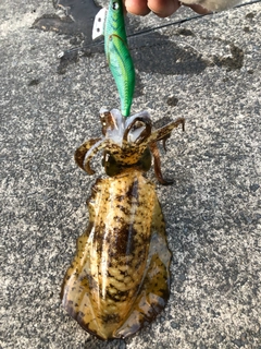 アオリイカの釣果
