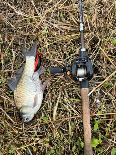 フナの釣果