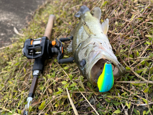 ブラックバスの釣果