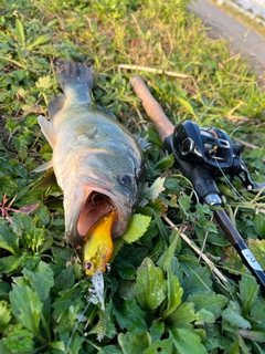 ブラックバスの釣果