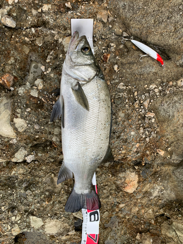 ヒラスズキの釣果