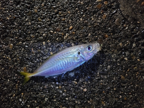 マアジの釣果