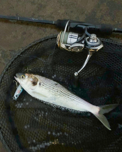 コノシロの釣果