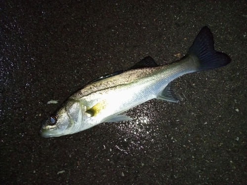 セイゴ（マルスズキ）の釣果