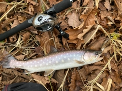 アメマスの釣果