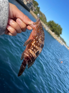 アラカブの釣果